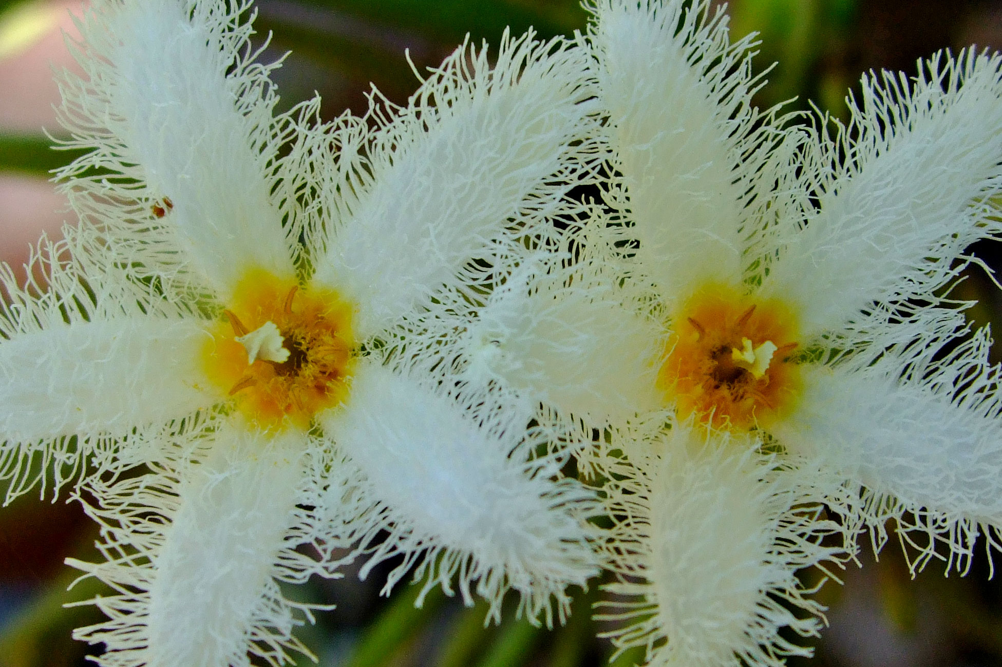 specimens